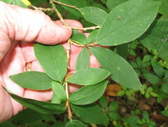 Dirca palustris