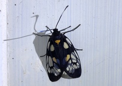 Trypanophora semihyalina