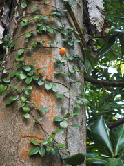 Ficus punctata