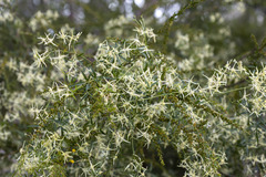 Clematis microphylla