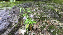 Campanula divaricata
