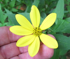 Helianthus decapetalus