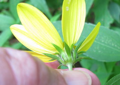 Helianthus decapetalus