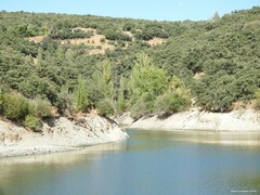 Quercus rotundifolia