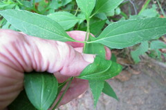 Helianthus decapetalus