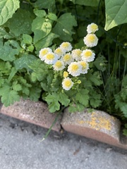 Tanacetum parthenium