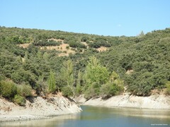 Quercus rotundifolia