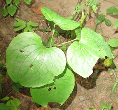 Smilax herbacea