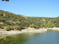 Quercus rotundifolia