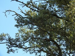 Quercus rotundifolia
