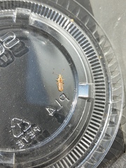 Belonochilus numenius