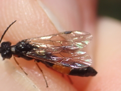 Allantus calceatus