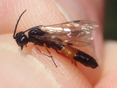 Allantus calceatus