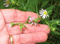 Symphyotrichum prenanthoides