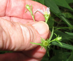 Symphyotrichum prenanthoides