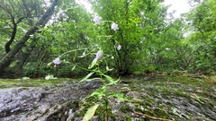 Campanula divaricata