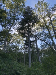 Chamaecyparis thyoides