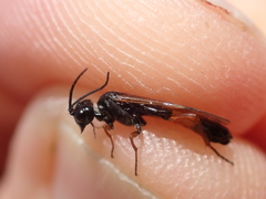 Allantus calceatus