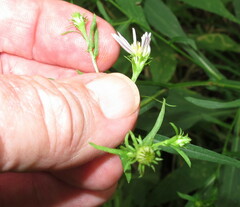 Symphyotrichum prenanthoides