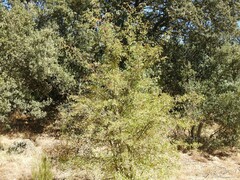 Quercus rotundifolia