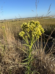 Euthamia occidentalis