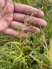 Veronica scutellata