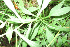 Symphyotrichum prenanthoides