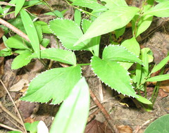 Zizia aurea