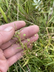 Veronica scutellata