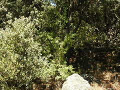 Quercus rotundifolia