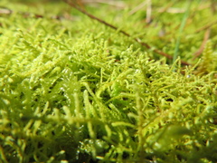 Thuidium