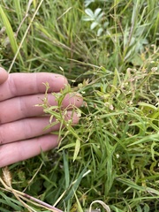 Veronica scutellata