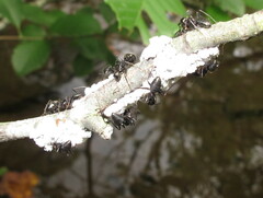 Camponotus pennsylvanicus