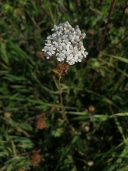 Achillea millefolium
