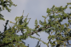 Phylloscopus collybita