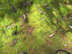 Thuidium