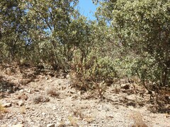 Quercus rotundifolia