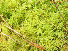 Thuidium