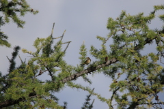 Phylloscopus collybita