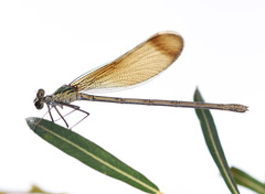 Calopteryx haemorrhoidalis