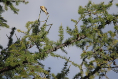 Phylloscopus collybita