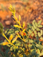 Hoffmannseggia glauca