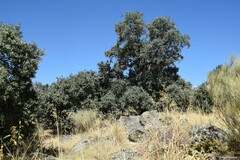 Celtica gigantea