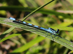 Coenagrion hastulatum
