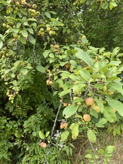 Malus coronaria