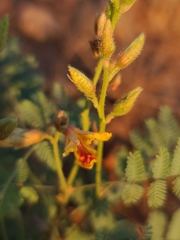 Hoffmannseggia glauca