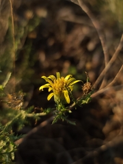 Xanthisma spinulosum