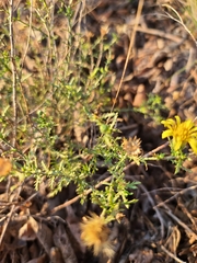 Xanthisma spinulosum