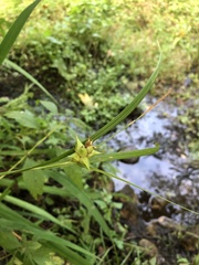 Carex intumescens