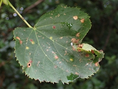 Eriophyes exilis